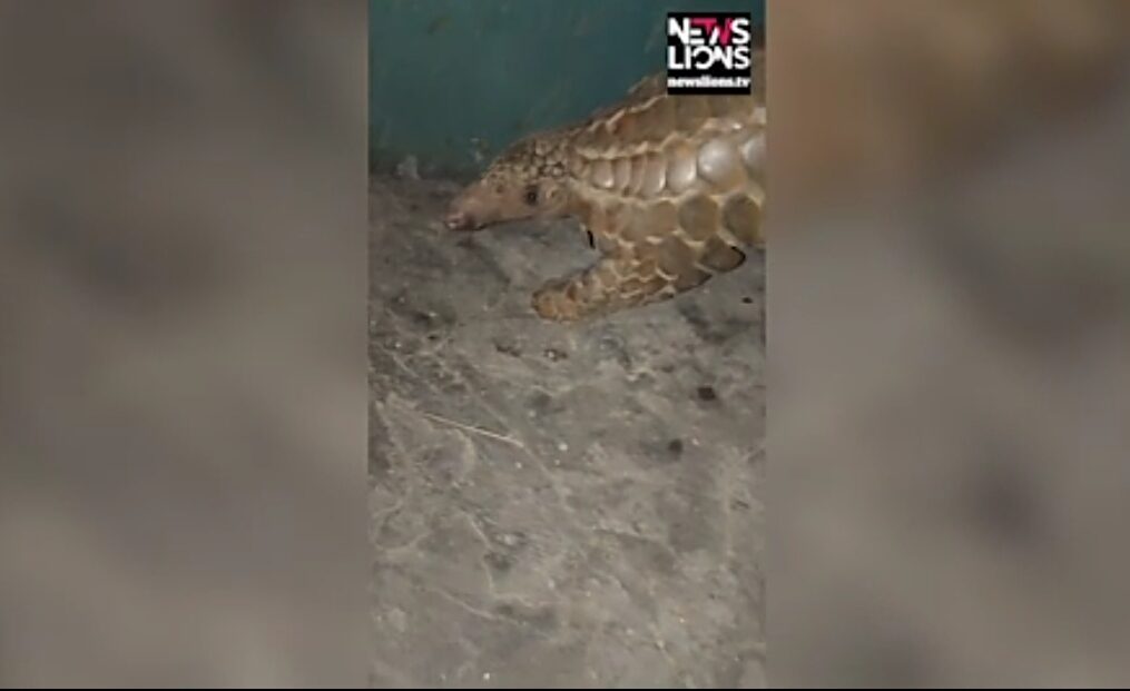 Forest officials rescue pangolin that strays inside house in northern India
