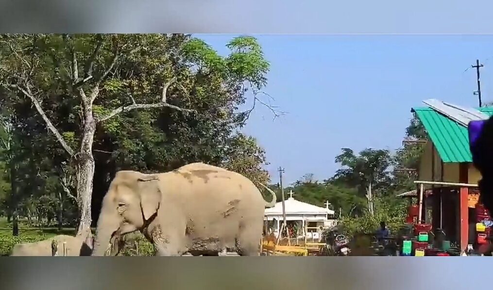 Elephant herd rampages through market in northeastern India, creates stir amongst people