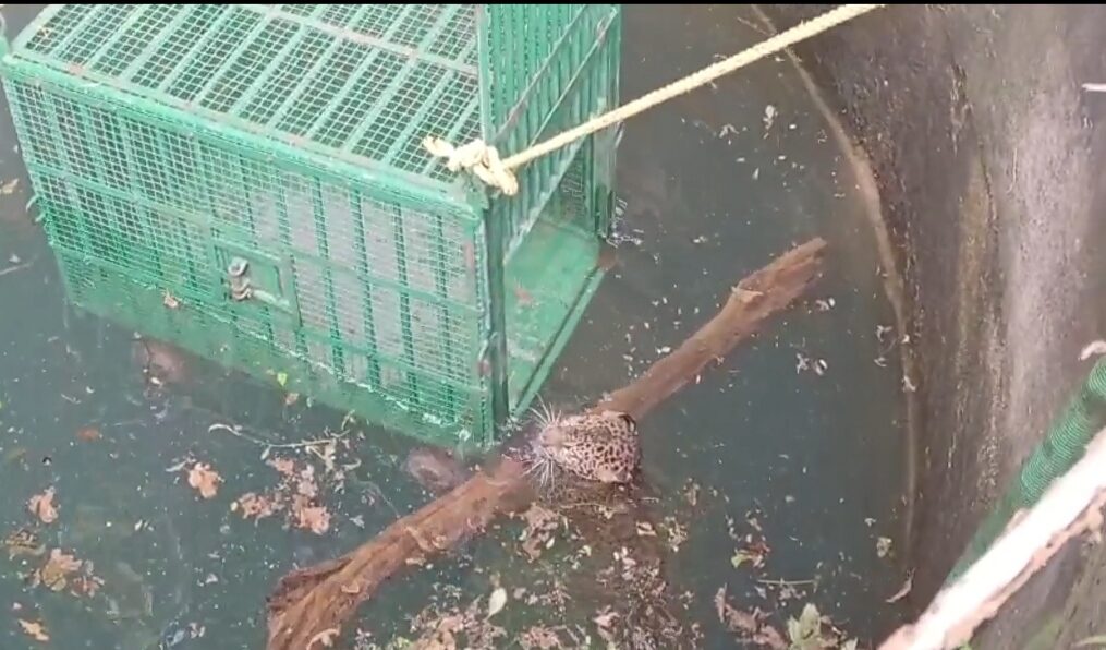 Forest officials rescue leopard after it fell into well while searching for food in western India