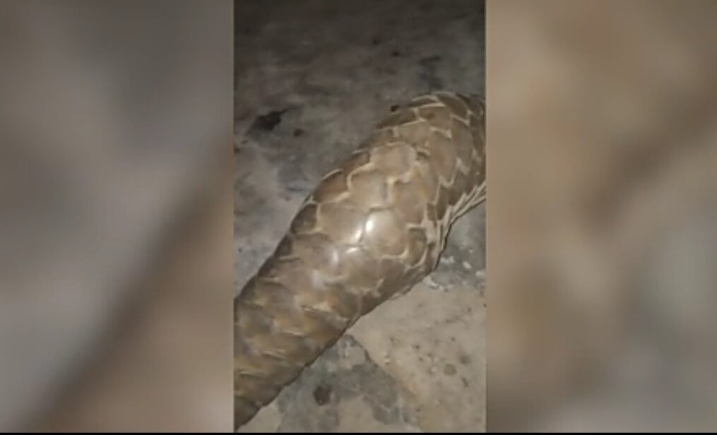 Forest officials rescue pangolin that strays inside house in northern India