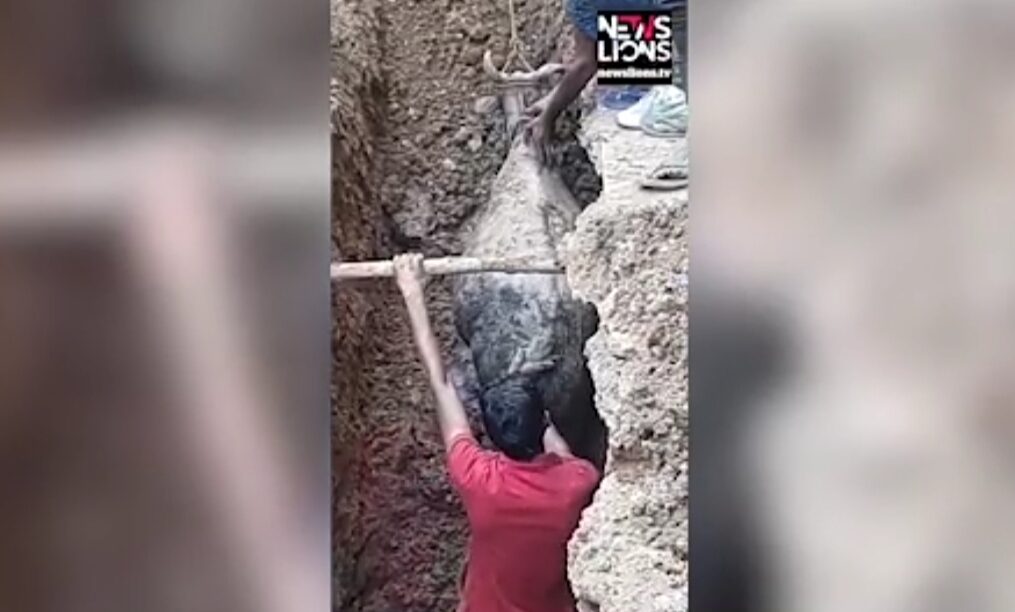 Cow rescued after it falls into under-construction sewer line in central India