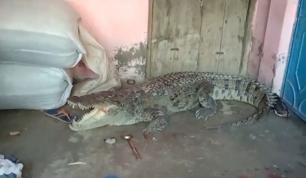 Officials rescued crocodile after it strayed into house in northern India
