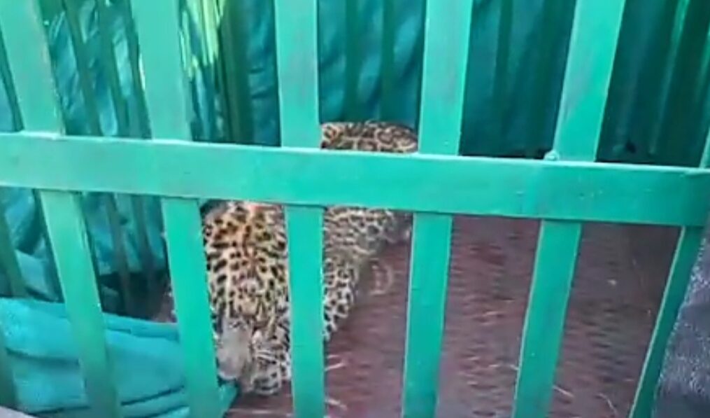 Leopard cub rescued after falling into well in central India