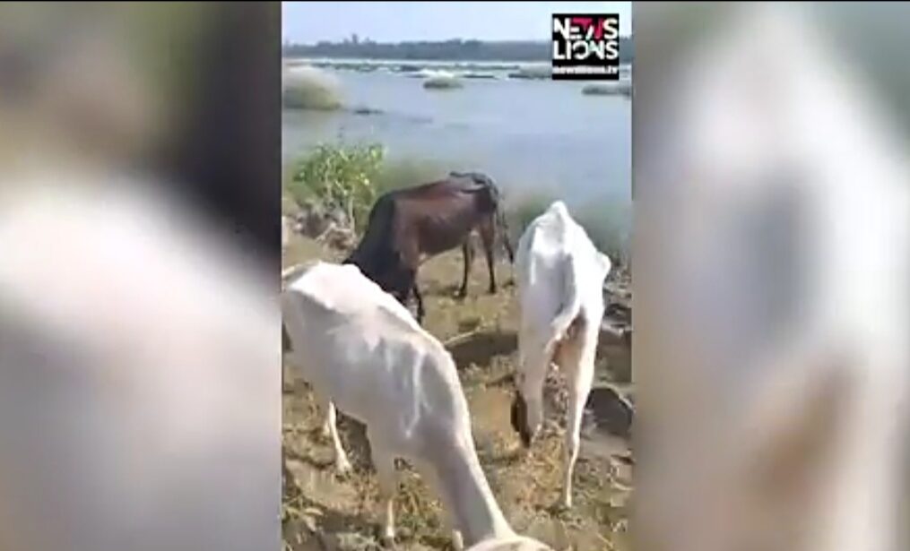 Several bovines rescued from river in central India