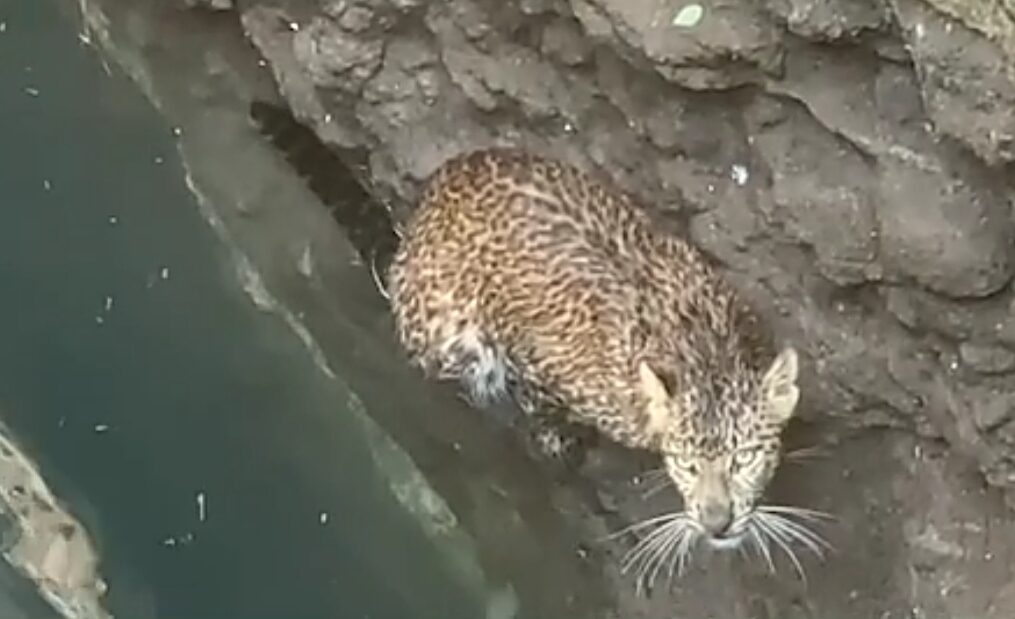 Leopard falls into well after entering village in central India, rescued