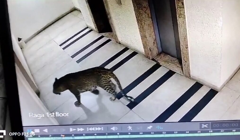 Leopard spotted roaming in residential area in southern India