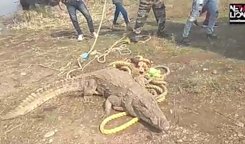 Crocodile rescued from house in central India