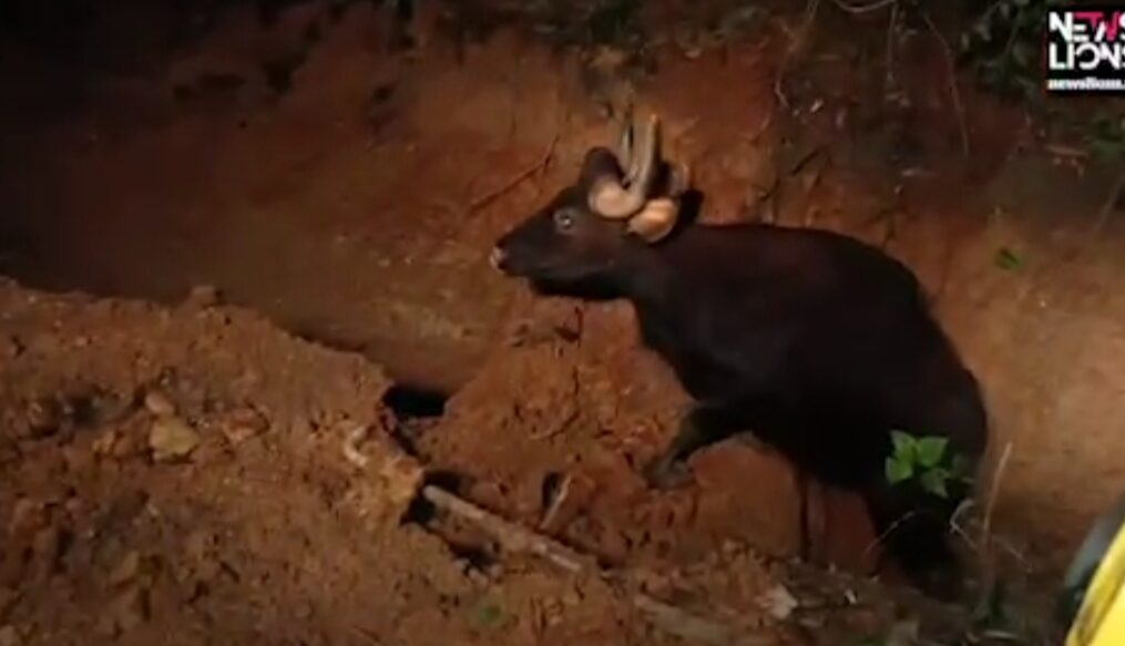 Bison rescued after it fell into drain in southern India