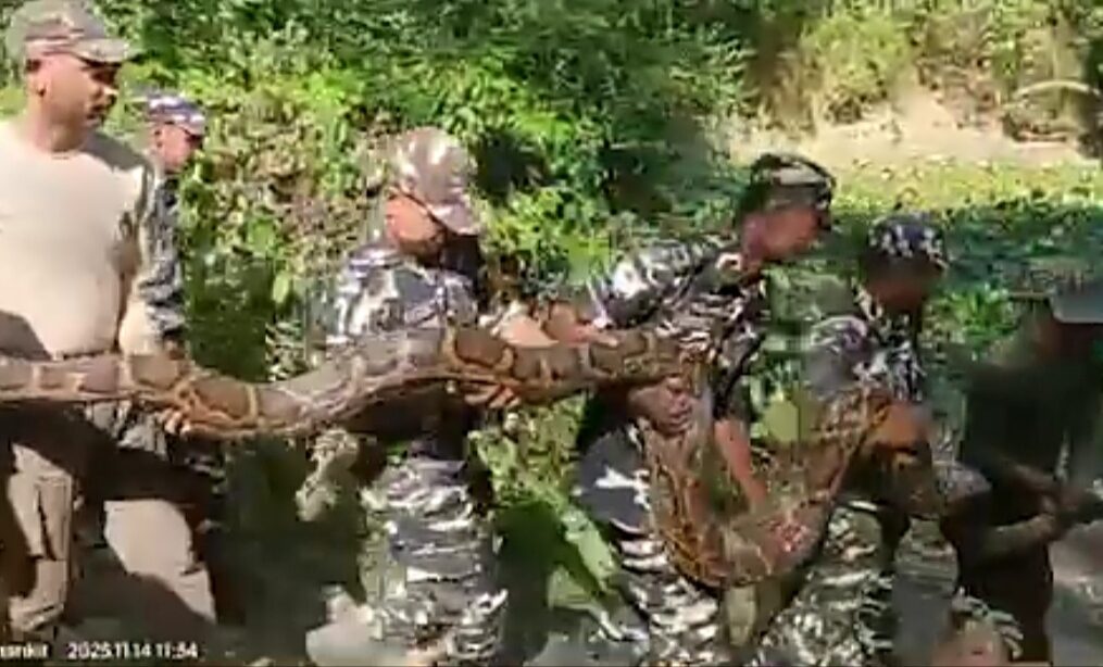 Giant python rescued from village pond in northeastern India