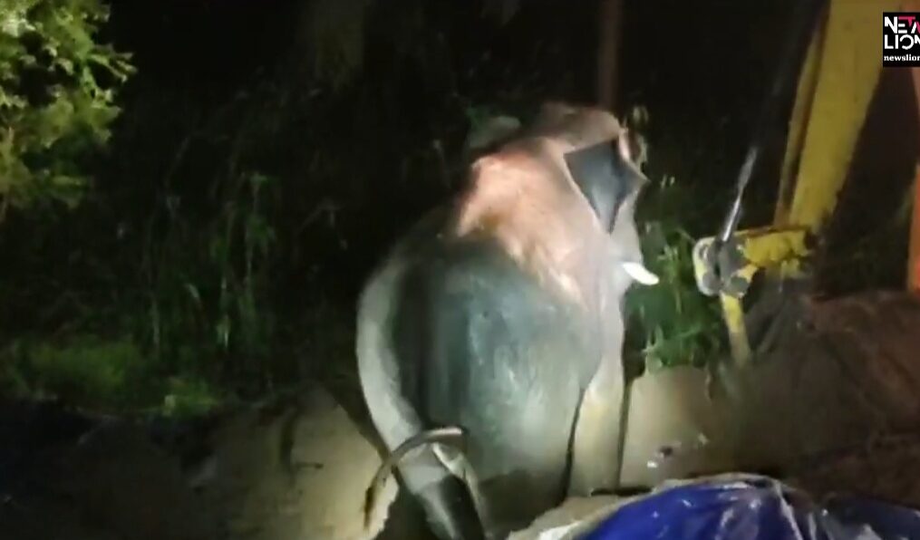 Forest officials rescue elephant after it falls into pond in southern India