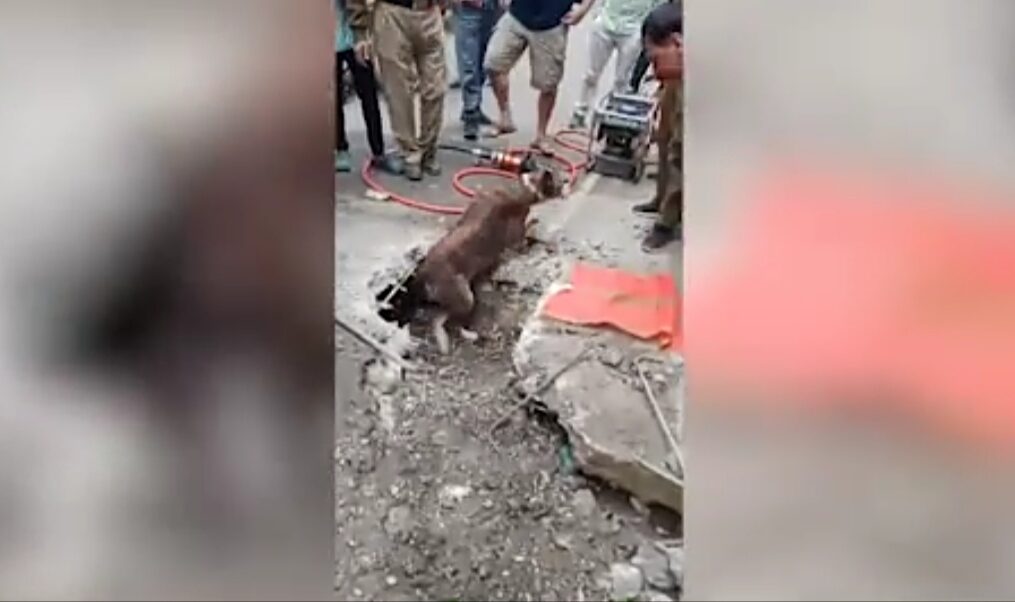 Dedicated fire service personnel heroically rescues trapped dog in northern India
