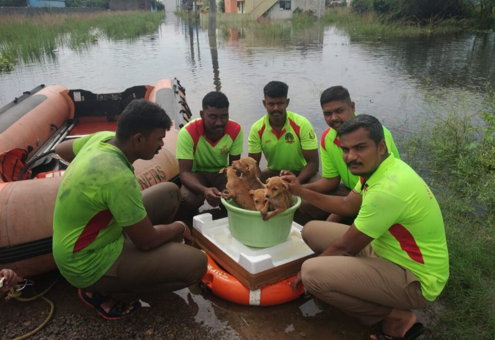 Heartwarming! Fire Officials save puppies stranded in flooded house as rain batters southern India