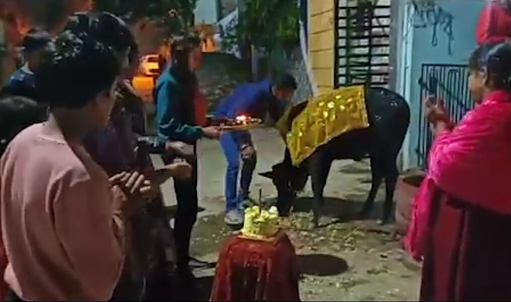 Heartwarming! Residents of locality celebrates cow’s birthday with pomp in central India