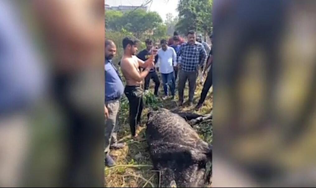 Cow rescued after it fell into pond in central India