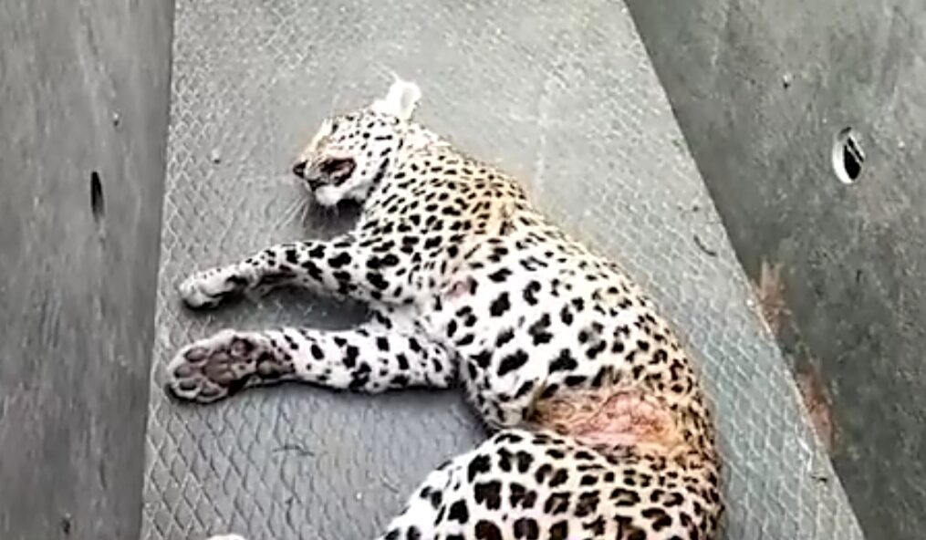 Leopard injured after being trapped in a field in central India, forest officials provide first aid