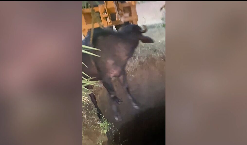 Buffalo rescued after it fell into well in central India