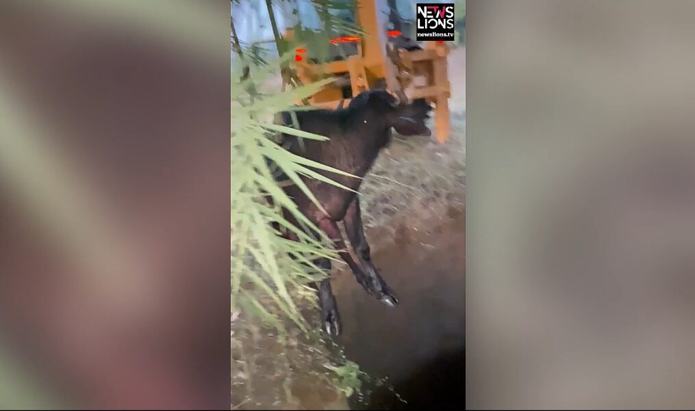 Buffalo rescued after it fell into well in central India