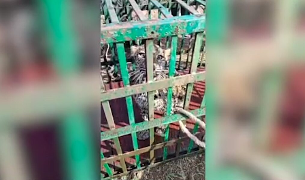 Leopard rescued after it fell into well in central India