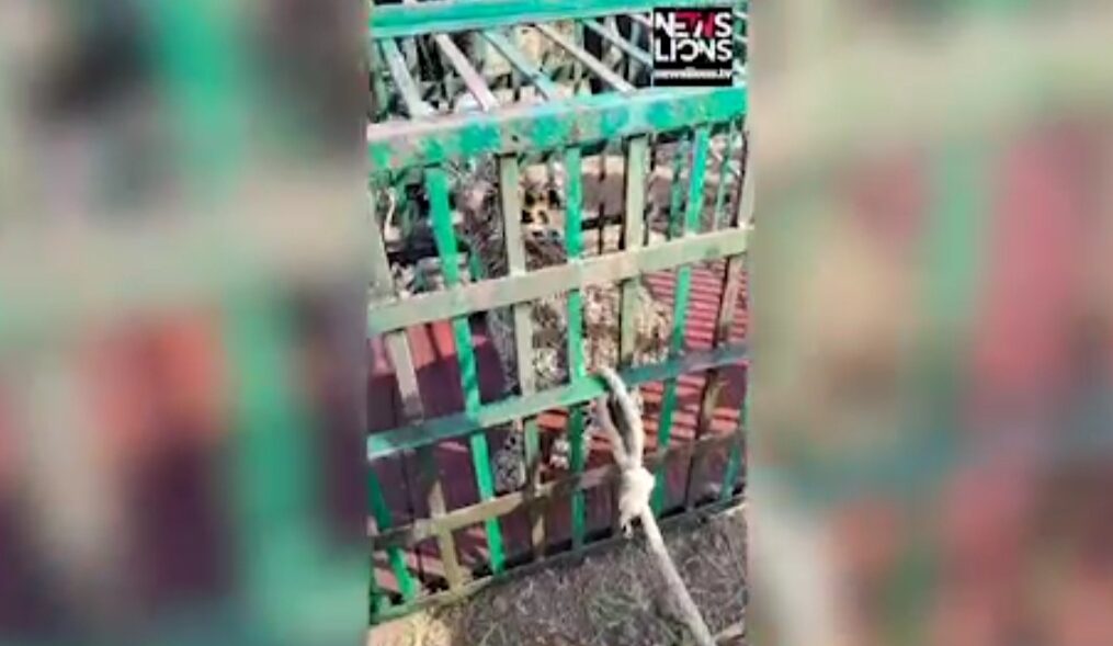 Leopard rescued after it fell into well in central India