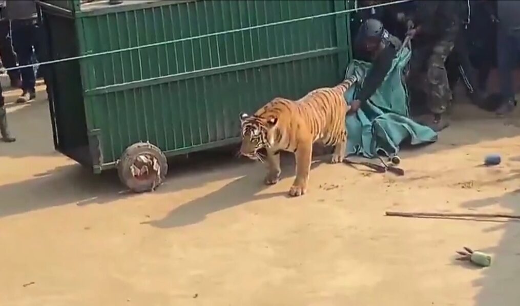 Fear grips villagers after tiger enters village in northern India