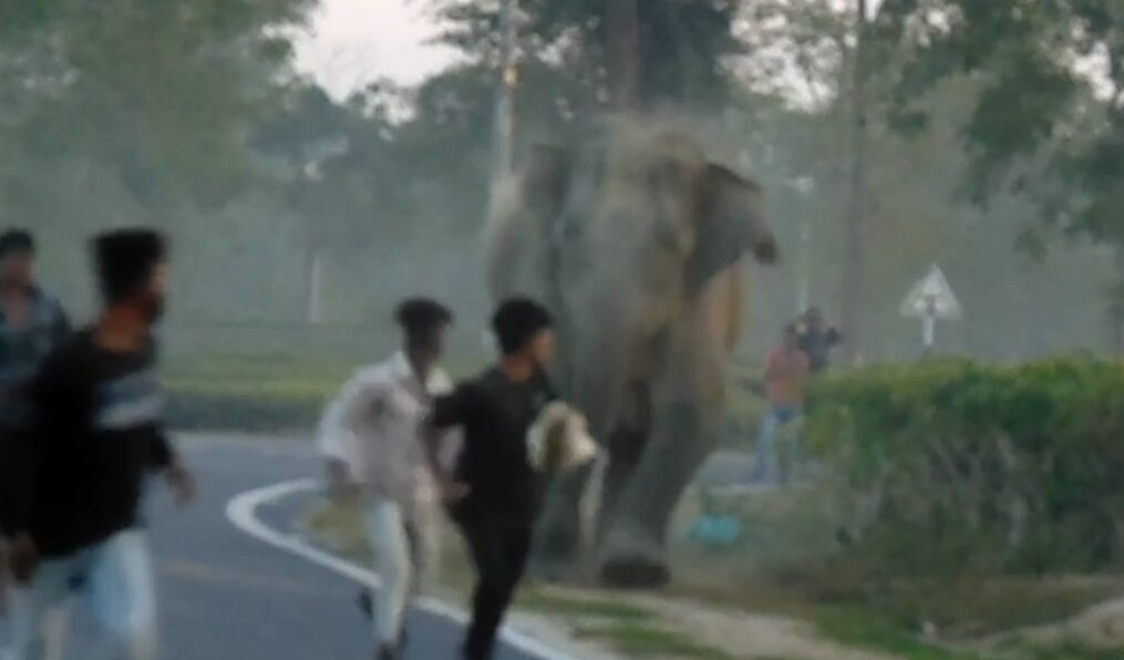 Elephant chases away locals on road in northeastern India