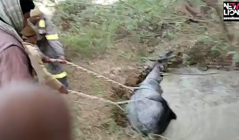 Nilgai rescued after it falls into well in northern India