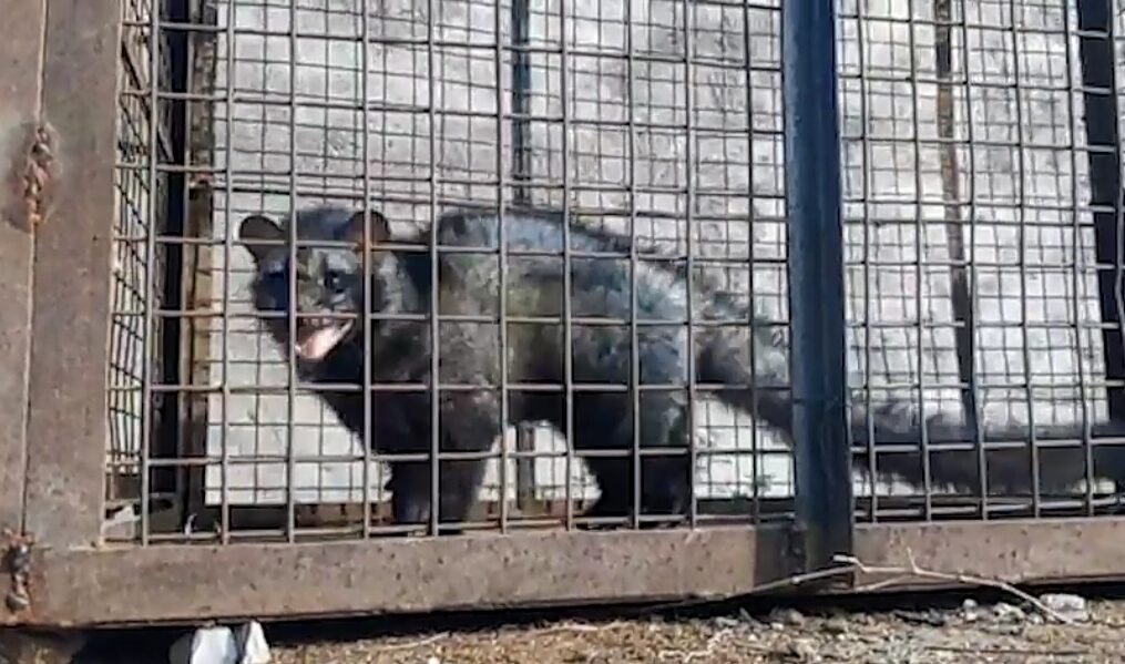 Forest officials capture five grave badgers in central India