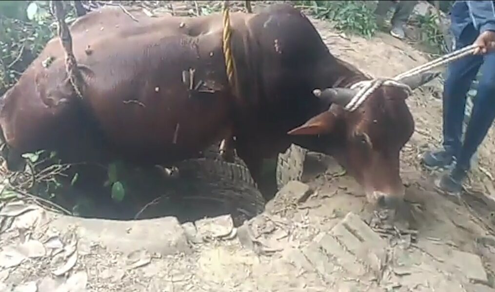 Bull rescued after it fell into 70-feet deep well in northern India
