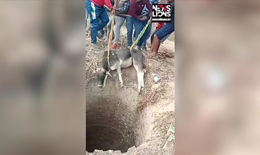 Calf rescued after it fell into 50 feet deep well in northern India