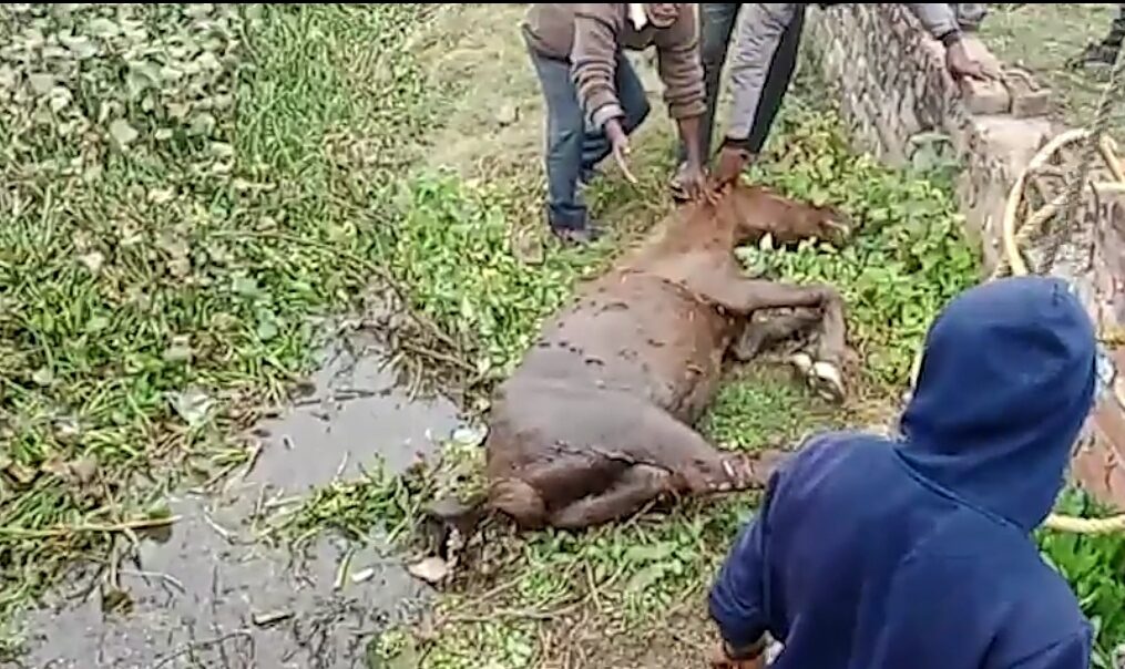 Fire service officials rescue horse after it gets trapped in a swamp in northern India