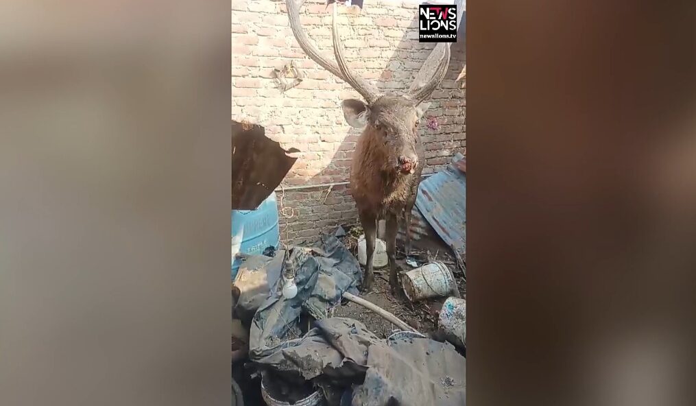 Sambar deer rescued after it enters into residential area in northern India