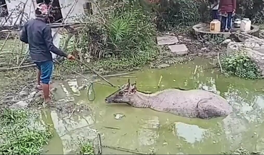 Forest department officials rescue Nilgai after it falls into muddy pit in central India