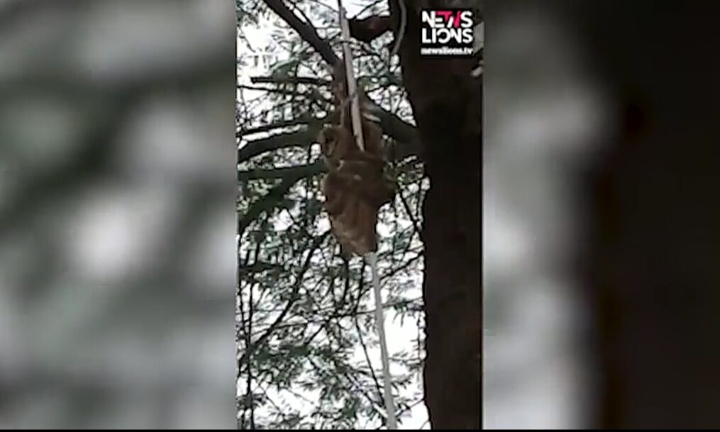 Fire officials rescue owl trapped on a tree in northern India