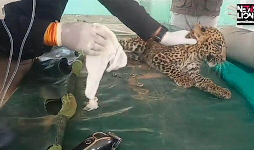 Leopard cub rescued after being spotted roaming on a field in central India