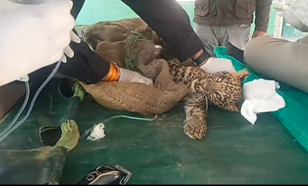 Leopard cub rescued after being spotted roaming on a field in central India