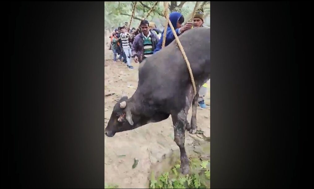 Bull rescued after it falls into deep well in northern India