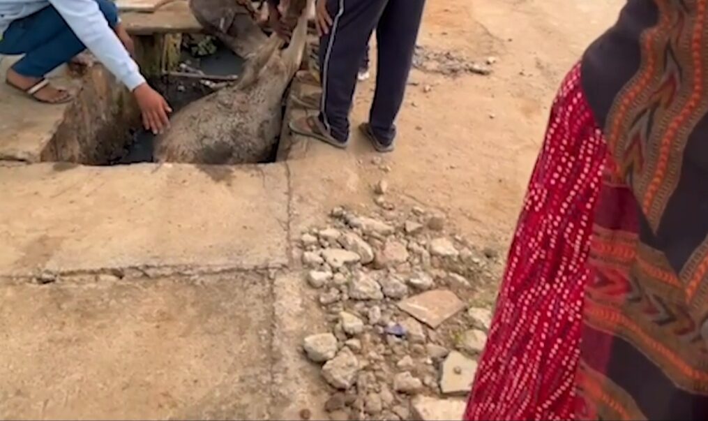 Cow falls into drain in central India, rescued