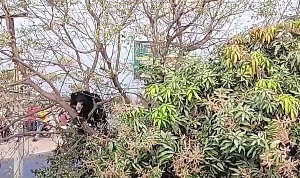 Sloth bear strays into residential area in southern India