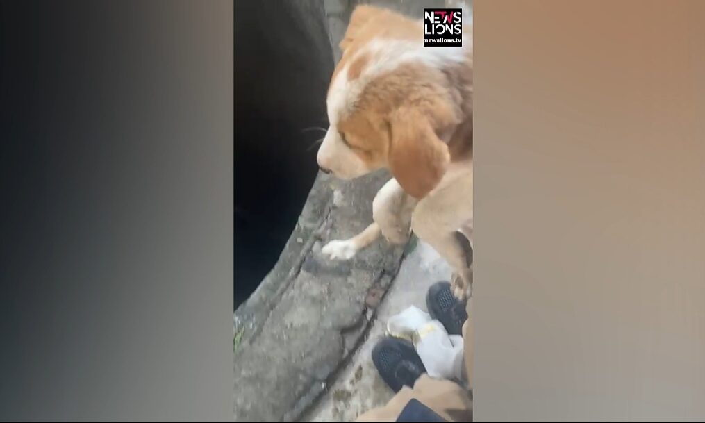 Fire service officials rescue puppy from deep well in northern India