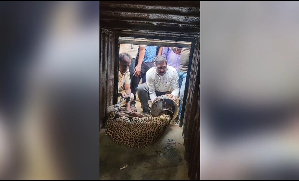 Leopard rescued after having head stuck inside vessel in western India