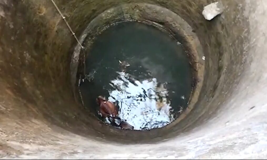 Cow rescued after it fell into deep well in central India