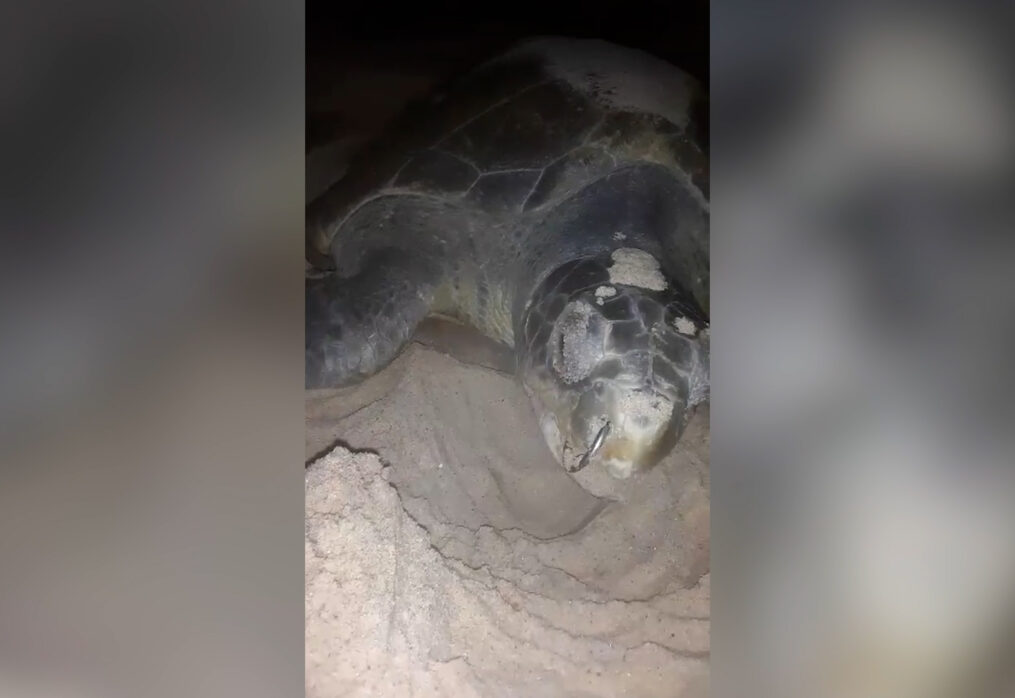 Beach Managers in western India rescue olive ridley turtle trapped with hook in mouth