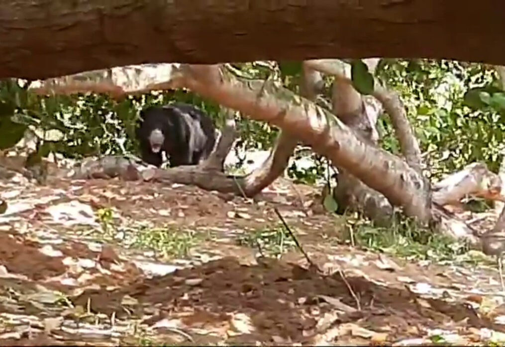 Bear rampage in cashew grove sends farmers fleeing in southern India