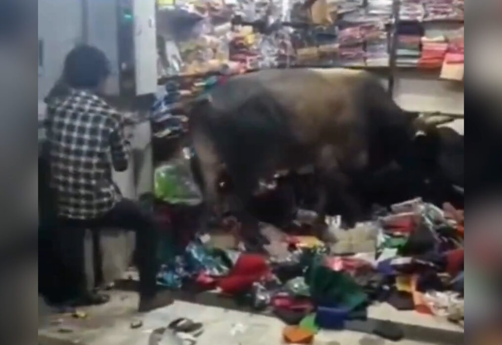 Bulls lock horns inside garment store in central India