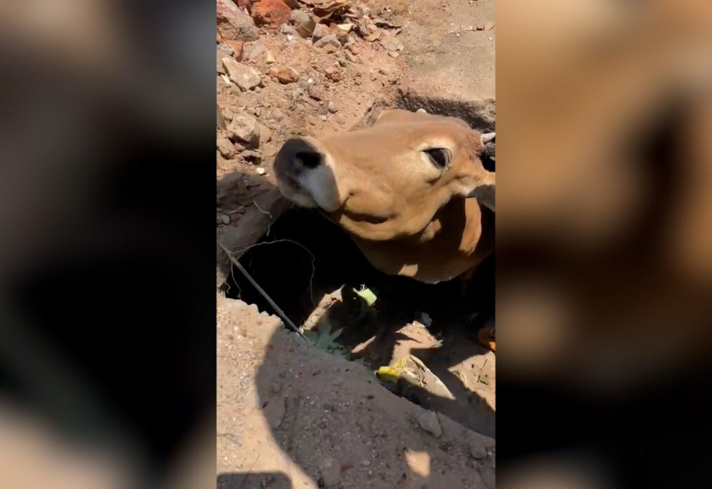 Cow rescued after it fell into narrow septic tank in central India