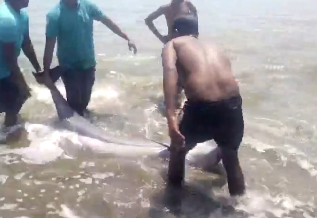 Dolphin washes up on beach in southern India, rescued and released