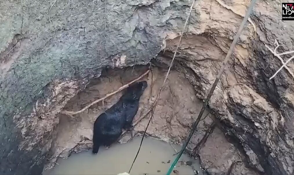 Black panther accidentally falls into well in southern India, rescued