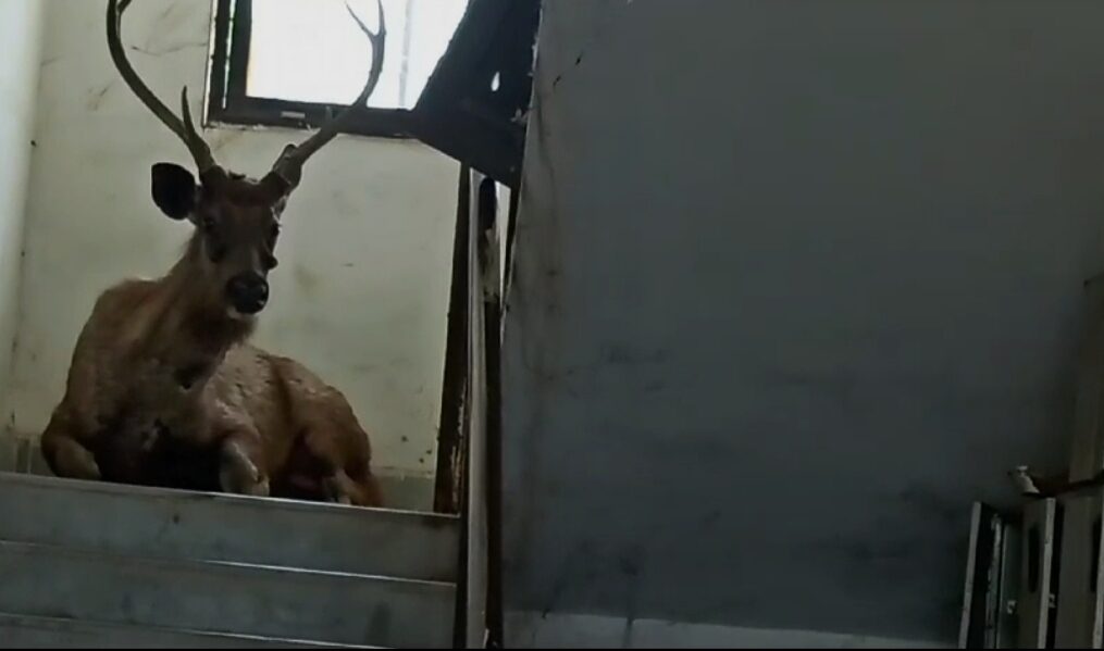 Sambar deer strays into residential area in central India, rescued