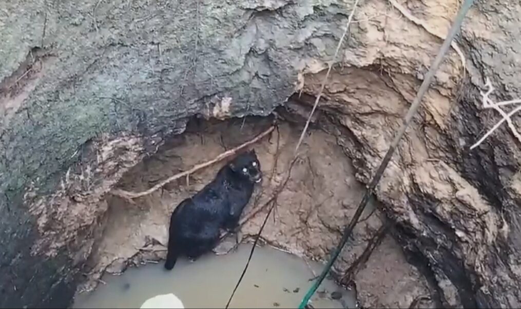 Black panther accidentally falls into well in southern India, rescued