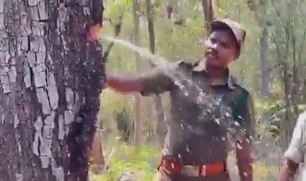 Forest officials stunned as water gushes from tree in southern India